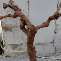 خریدچوب