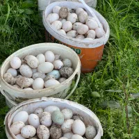 تخم اردک نطفه دار
