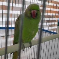 طوطی ملنگو ماده یک ساله