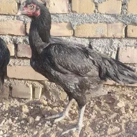 خرو