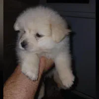 پامرین خرسی