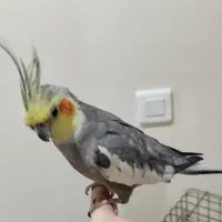 عروس هلندی نر کاملا دستی با قفس و همه وسایل