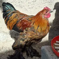 خروس لاری و برهما