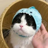 واگذاری گربه