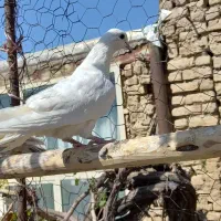 کبوتر پرشی|پرنده|گلپایگان, |دیوار