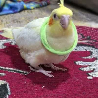 عروس پاریس