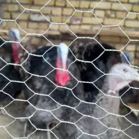 بوقلمون ارگانیک