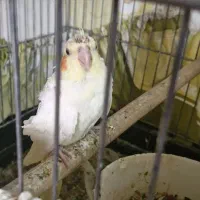 جفت عروس هلندی مولد