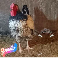 فروش ۳۰ قطعه لاکنولدر استرالورپ ویاندوت بلورد|حیوانات مزرعه|محلات, |دیوار