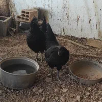 بارو ایام سمانی