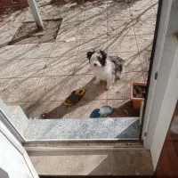 واگذاری پاکوتاه شیتزو|سگ|خلخال, |دیوار