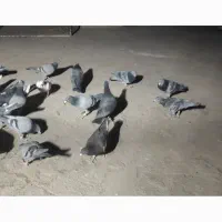 همه نر هستند فقط سه تا گم شدند بقیه بفروش میرسند