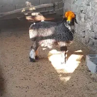 بره تخمی کاوه