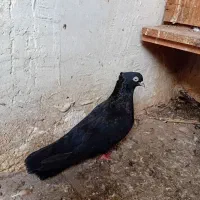 اشعل و زاغ|پرنده|خرمشهر, |دیوار