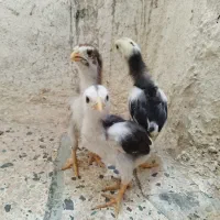 سه عدد جوجه لاری طلا ۱۵روزه روزه