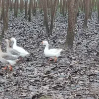 غاز|حیوانات مزرعه|رشت, شهریاران|دیوار