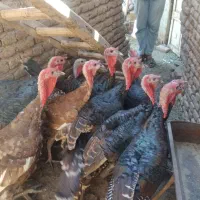 ده،عددبوقلمون،نرروستای|حیوانات مزرعه|خسروشاه, |دیوار