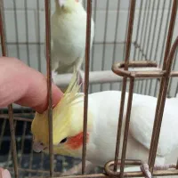 عروس هلندی|پرنده|جوانرود, |دیوار