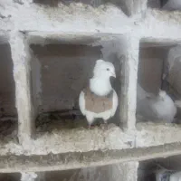 کفتر