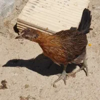 فروش جوجه محلی