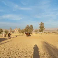 پانسیون اسب