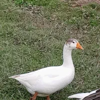 غازمحلی|حیوانات مزرعه|سنگر, |دیوار