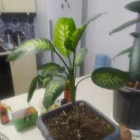 گل دیفن باخیا