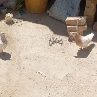 کبوتر|پرنده|فسا, |دیوار