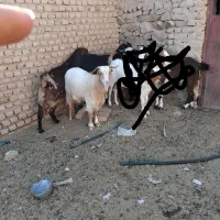 گوسفند بز فروش|حیوانات مزرعه|بیرجند, |دیوار