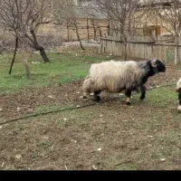 قوچ داشتی کله زنگی
