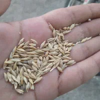 گندم بوجاری و جو بذری