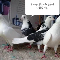 کبوتر اصیل ایرانی|پرنده|رشت, آتشگاه|دیوار