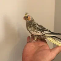 پرنده زینتی|پرنده|الیگودرز, |دیوار