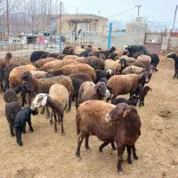 گوسفند داشتی|حیوانات مزرعه|بجنورد, |دیوار