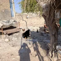 مرغ وباری محلی اصل اصل بشرط