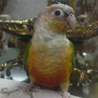 دو عدد گیرینچیک