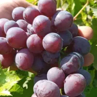 فروش نهال انگور موندراپ و سایر ارقام|خدمات باغبانی و درختکاری|ارومیه, |دیوار