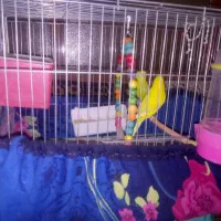 مرغ عشق نر و ماده|پرنده|سراب, |دیوار