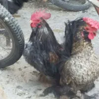 مرغ وخروس چینی وبلژیکی|حیوانات مزرعه|قم, نخودی|دیوار