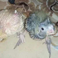 فروش عروس هلندی سریلاکی