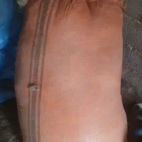 فروش پشم گوسفند