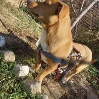 سگ پاکوتاه|سگ|آشخانه, |دیوار