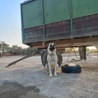 سگ گمشده|حیوانات|سمنان, |دیوار