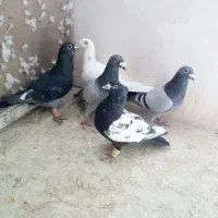 پرنده پرشی