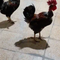 خروس‌محلی