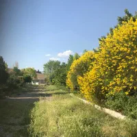 زمین چسب بافت قیمت کاسبی چندار