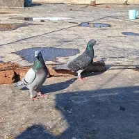 کبوتر آلمانی و رنگی ساده|پرنده|گنبد کاووس, |دیوار