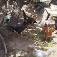 لاری|حیوانات مزرعه|قروه, |دیوار