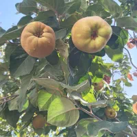 فروش میوه به (هیوا )
