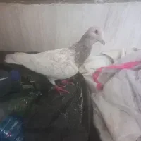 کفتر (کبوتر)